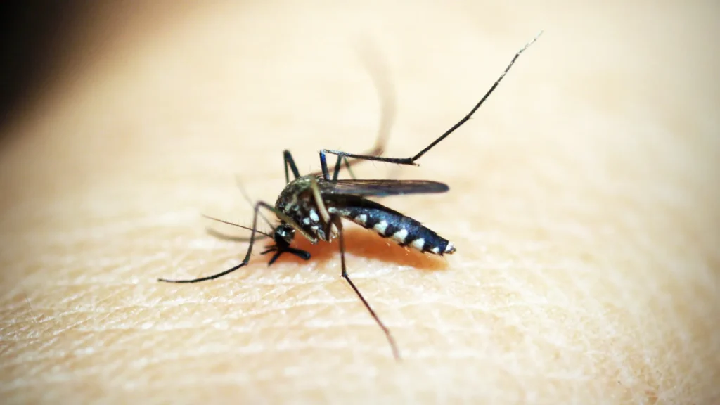 Thunder Pest Control - Mosquito 4