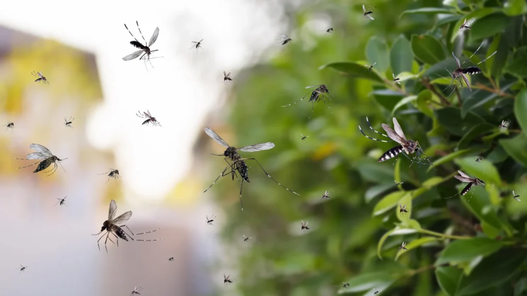 Thunder Pest Control - Mosquito 5