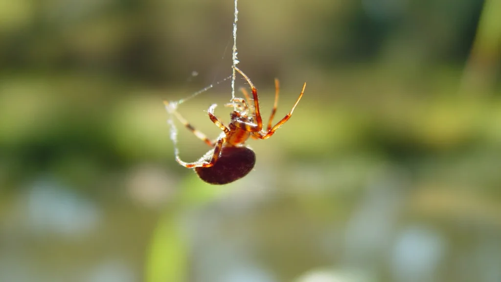 Thunder Pest Control - Spider 4