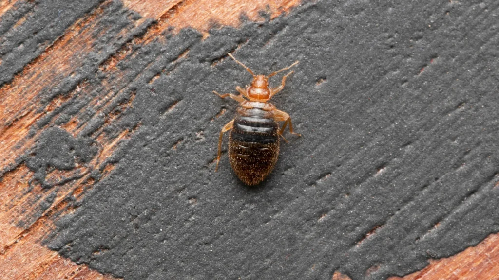 Thunder Pest Control - Bed Bugs 1