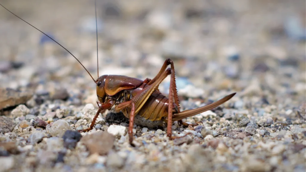 Thunder Pest Control - Cricket