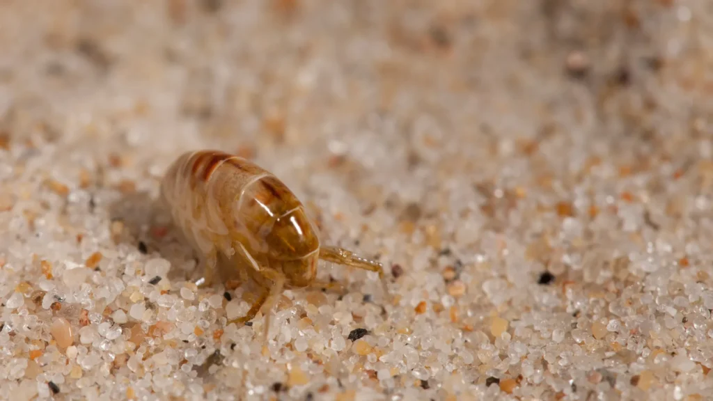 Thunder Pest Control - Fleas 2