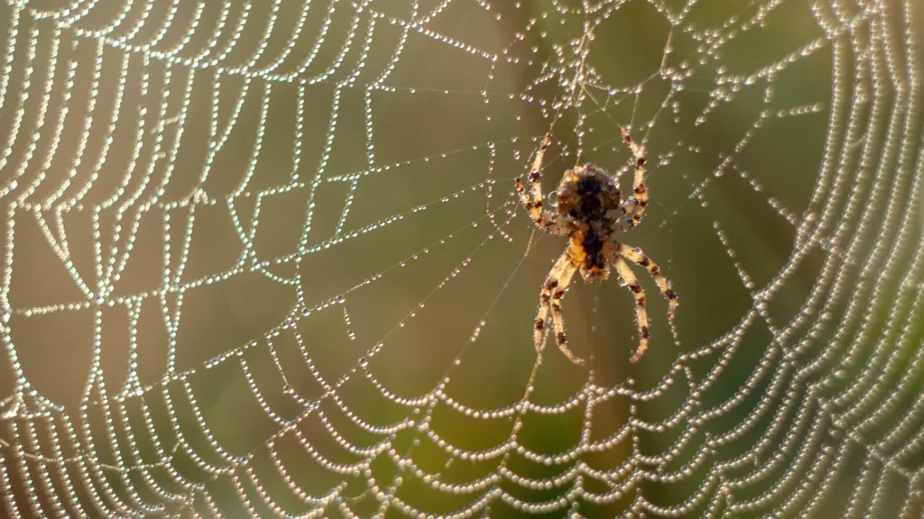 Thunder Pest Control - Spider 2