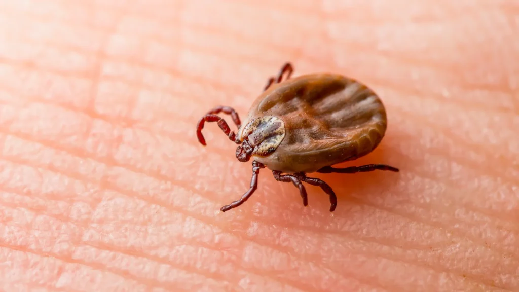 Thunder Pest Control - Ticks 2