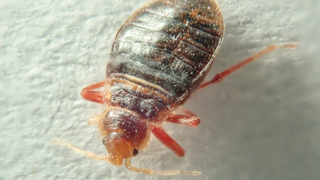 Thunder Pest Control - Bed Bugs