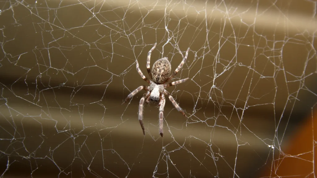 Thunder Pest Control - Spider 1