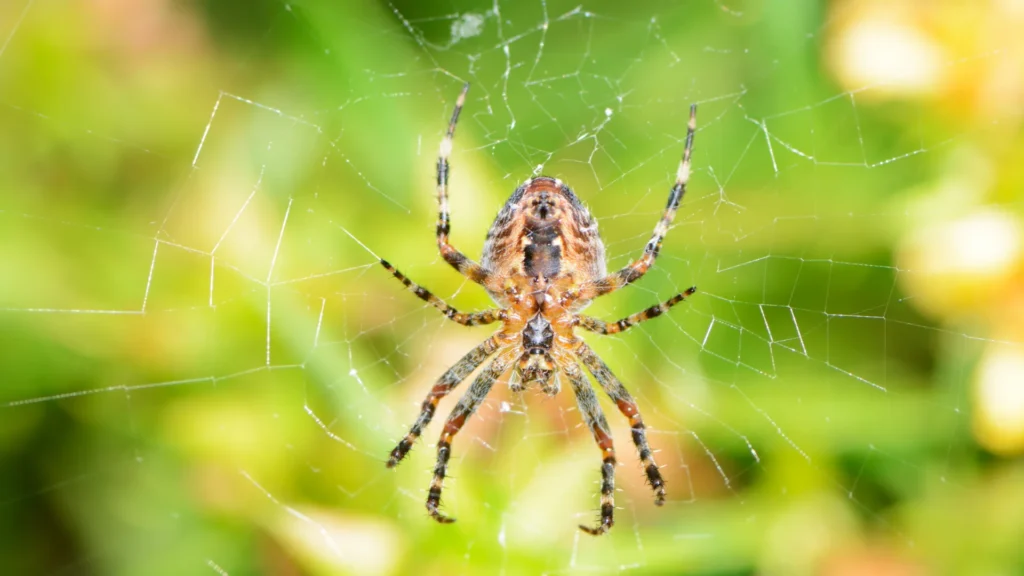 Thunder Pest Control - Spider