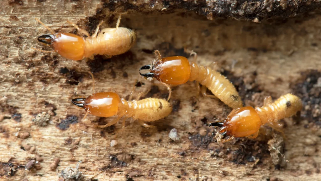 Thunder Pest Control - Termites