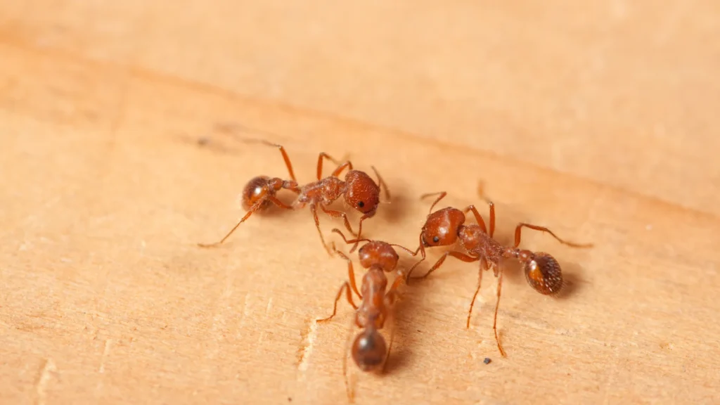 Thunder Pest Control - Ants 2