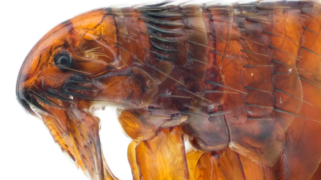 Thunder Pest Control - Fleas