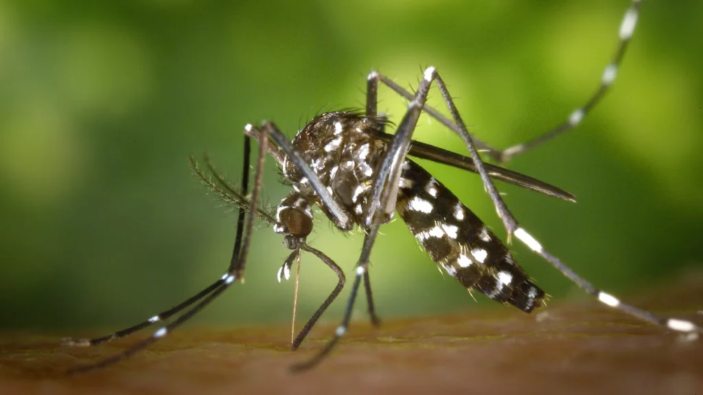 Thunder Pest Control - Mosquito
