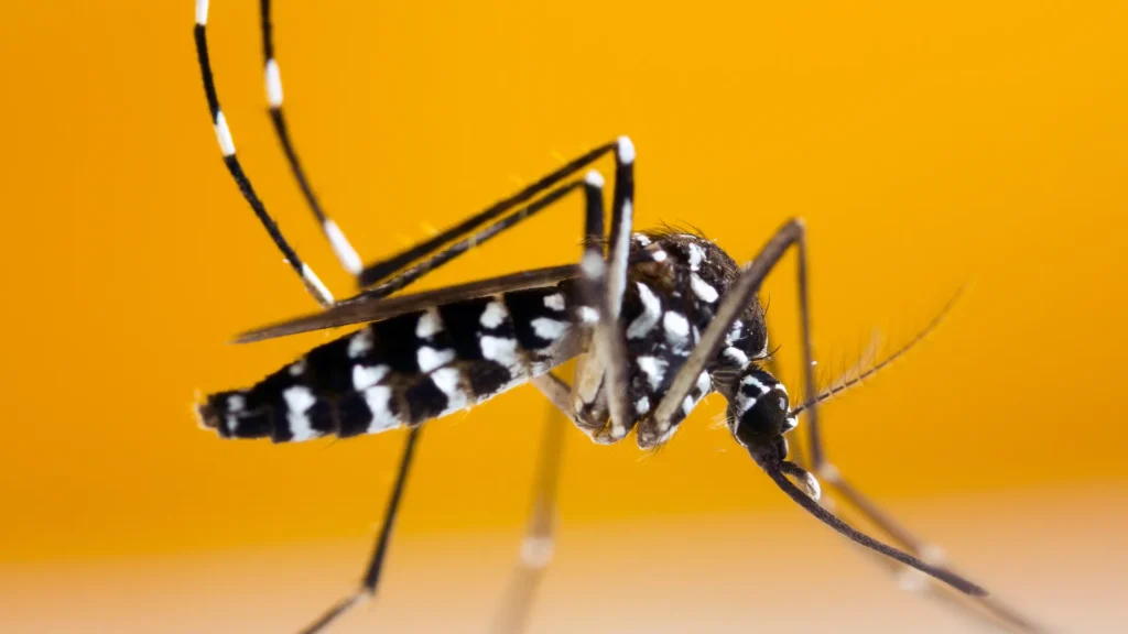 Thunder Pest Control - Mosquito 2