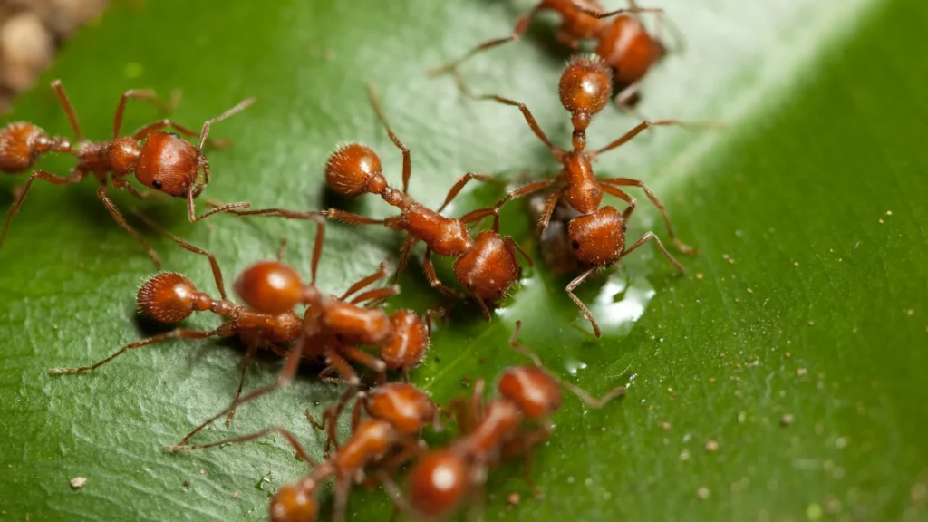 Thunder Pest Control - Ants