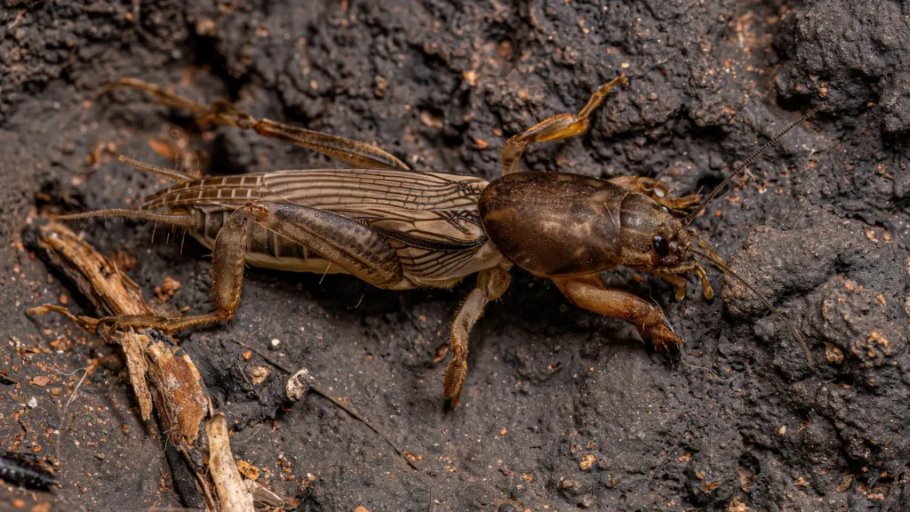 Thunder Pest Control - Crickets