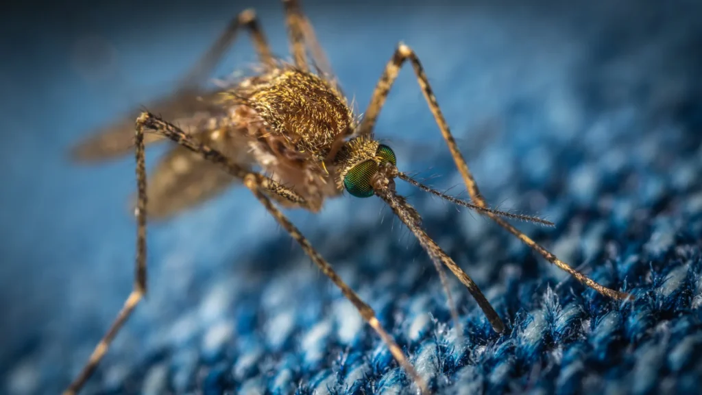 Thunder Pest Control - Mosquitos