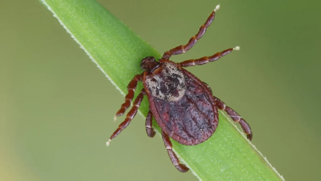 Thunder Pest Control - Ticks