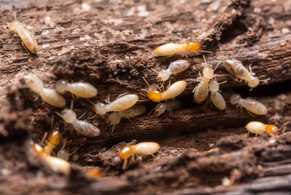 Bugs That Look Like Termites in Oklahoma City
