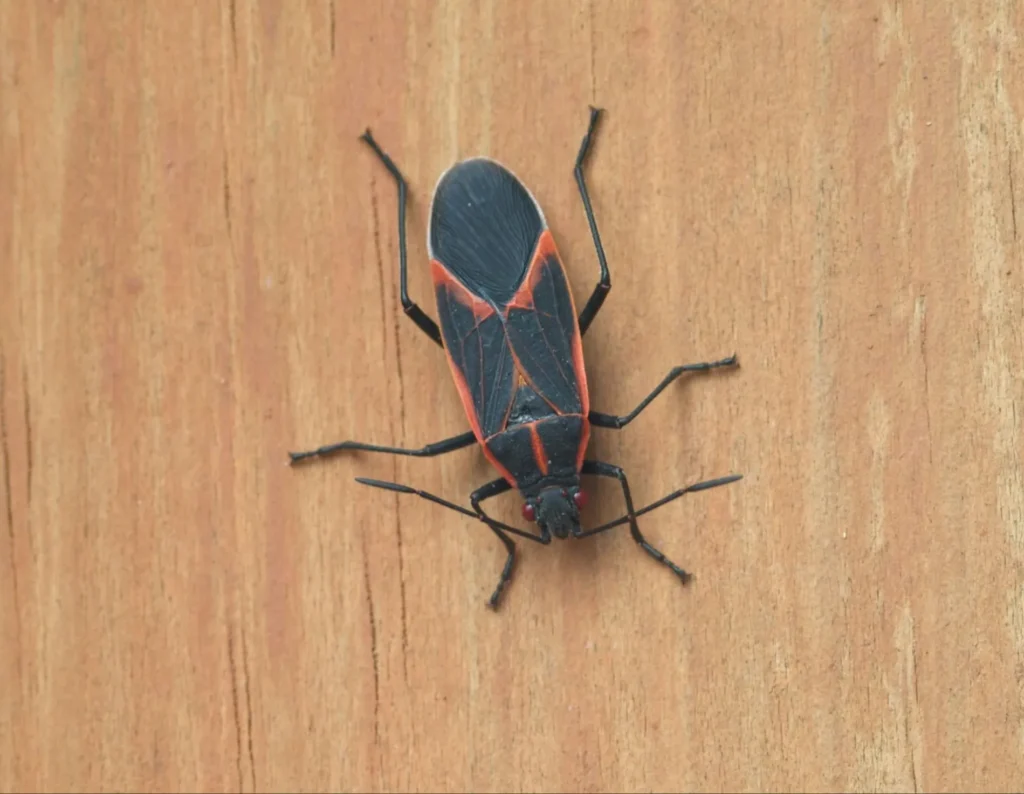 How to Get Rid of Boxelder Bugs