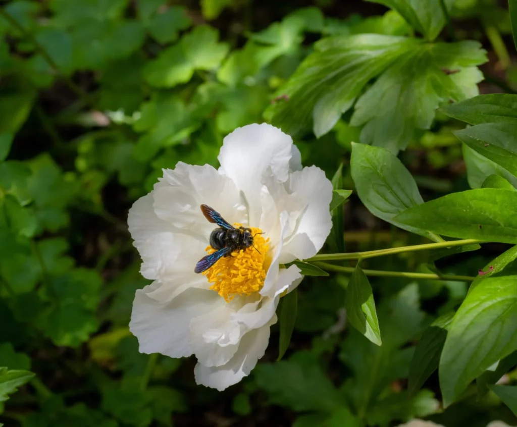 How to Get Rid of Carpenter Bees With Pest Control in Oklahoma City