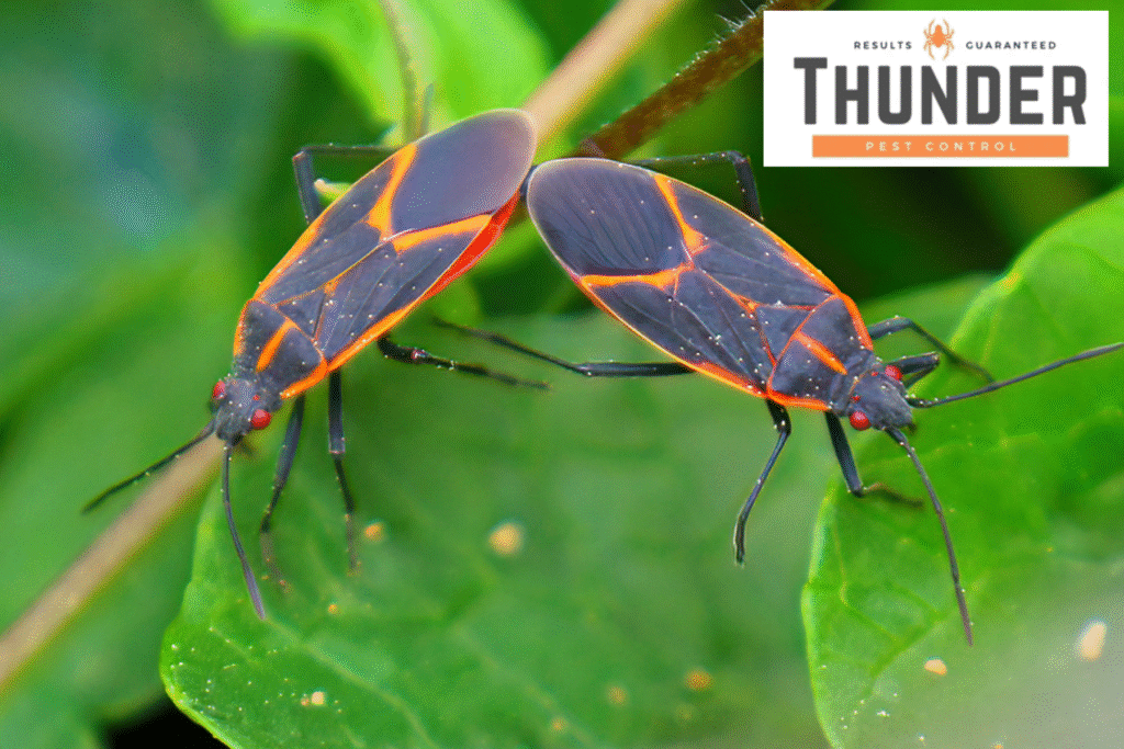 boxelder bugs