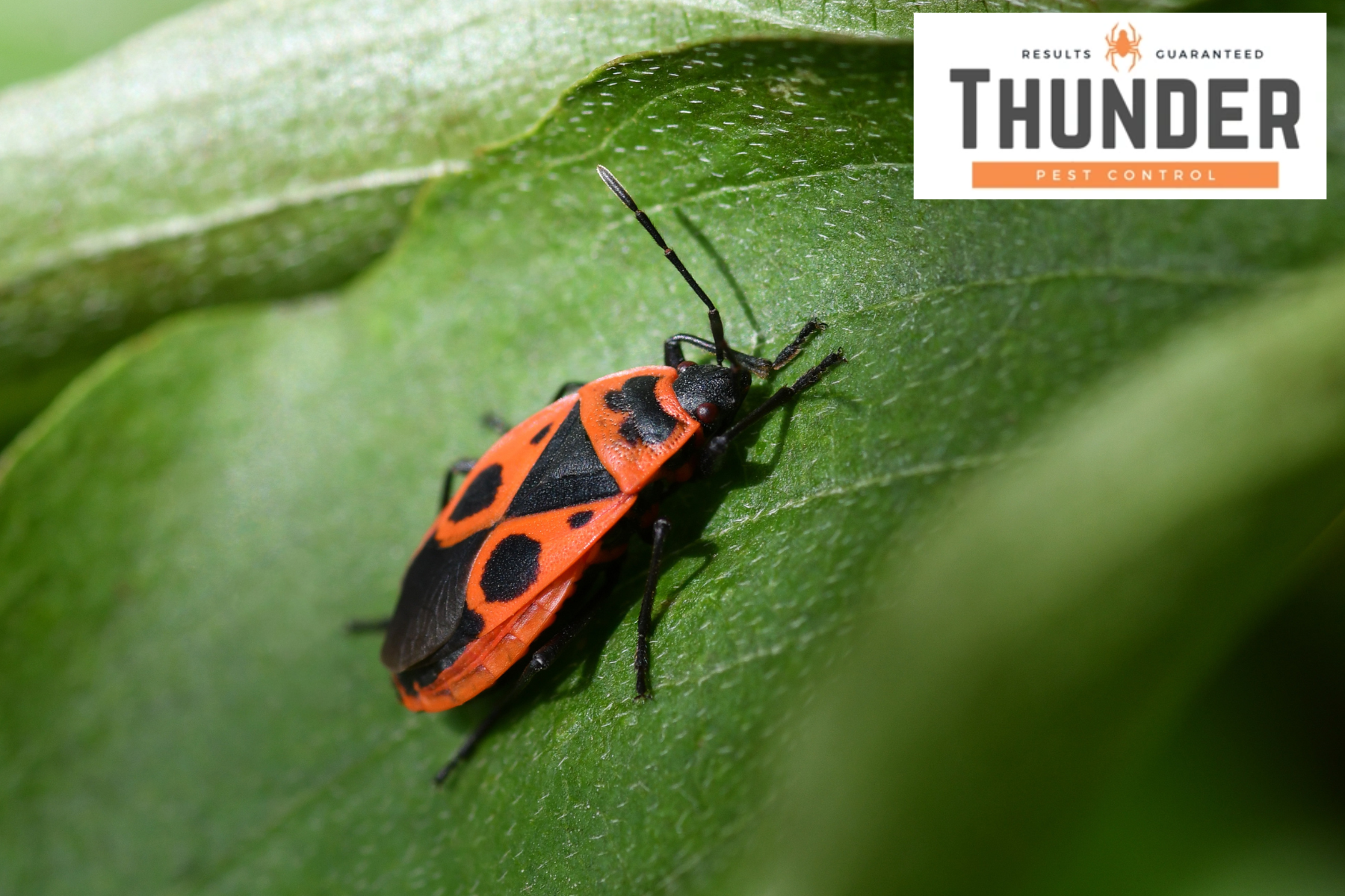boxelder bug