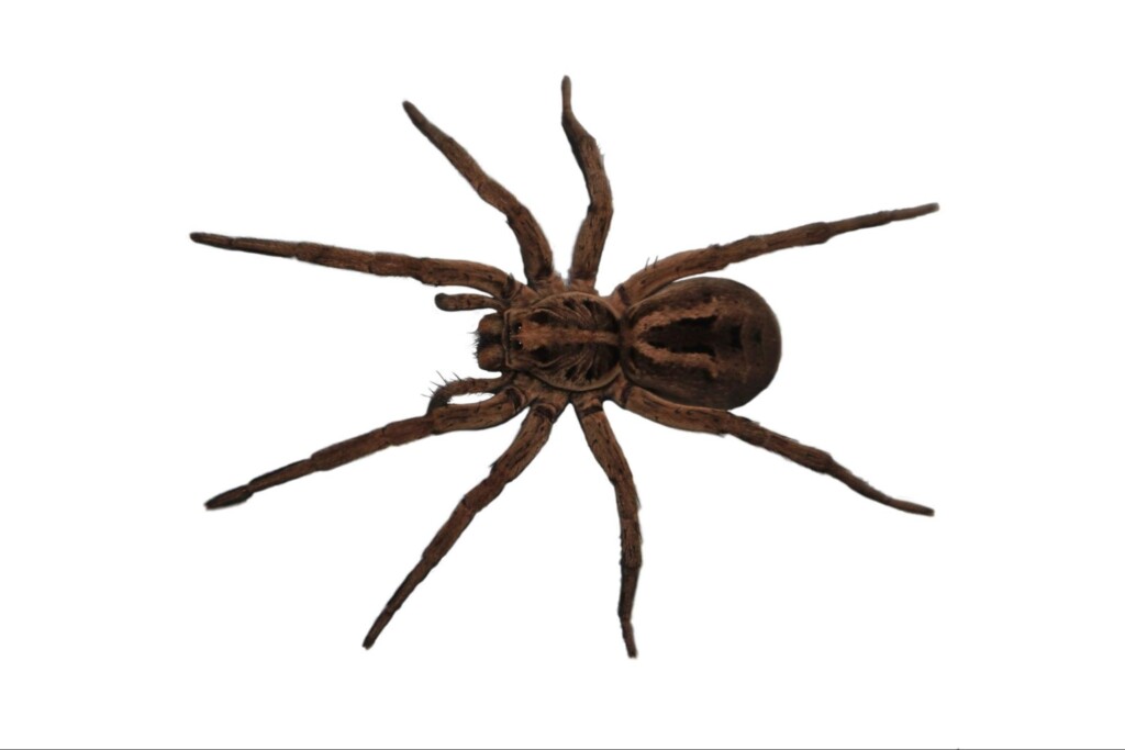 8 Signs You Need to Hire an Exterminator for Spiders in Oklahoma City