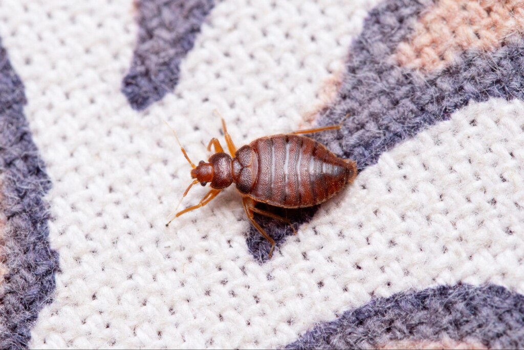 Bed Bug Shells Signs of an Infestation and How Pest Control in Oklahoma City Can Help