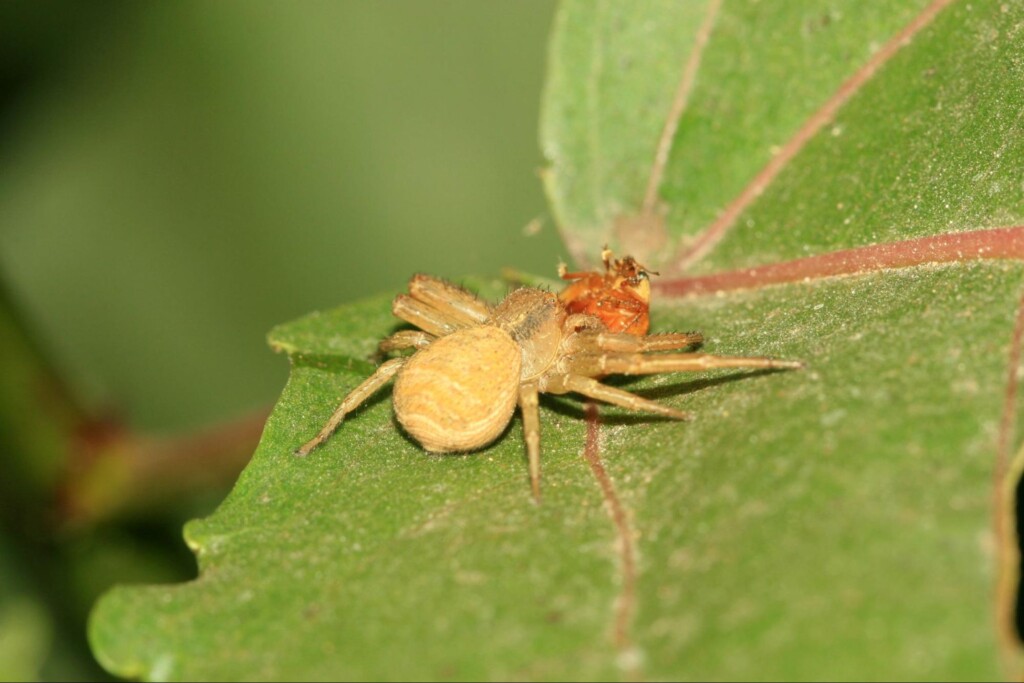Crab Spiders Do You Need to Call Pest Control in Oklahoma City?