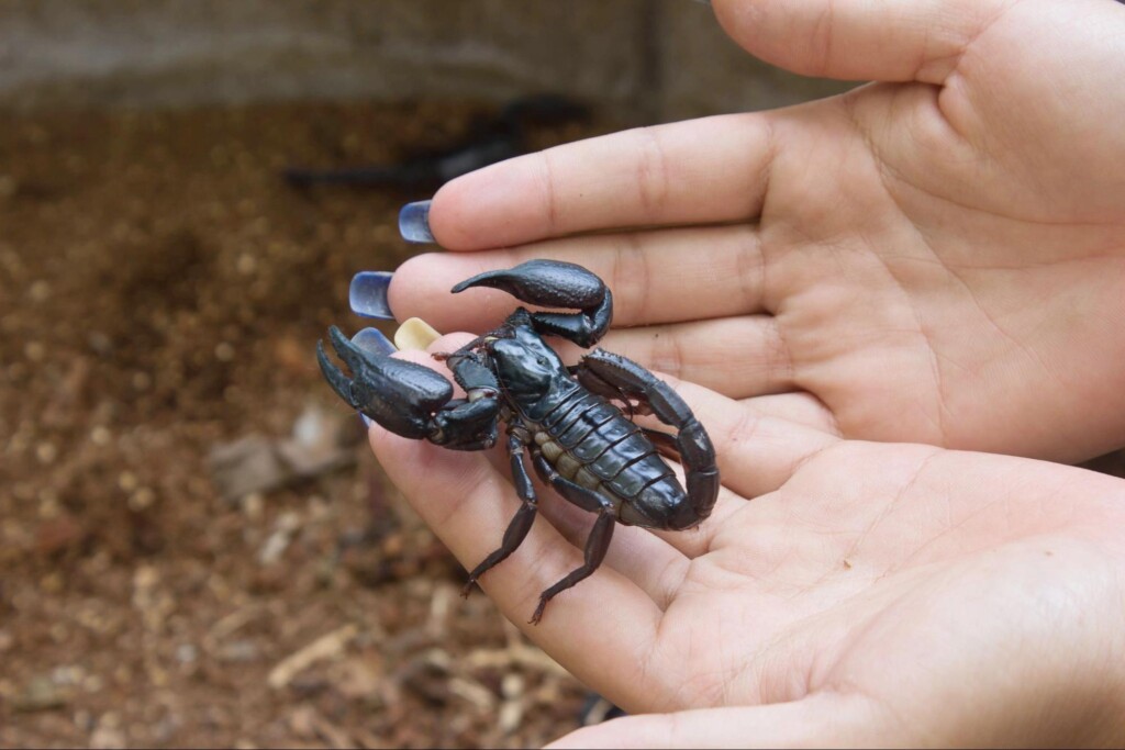 Dealing With Scorpions in Oklahoma City
