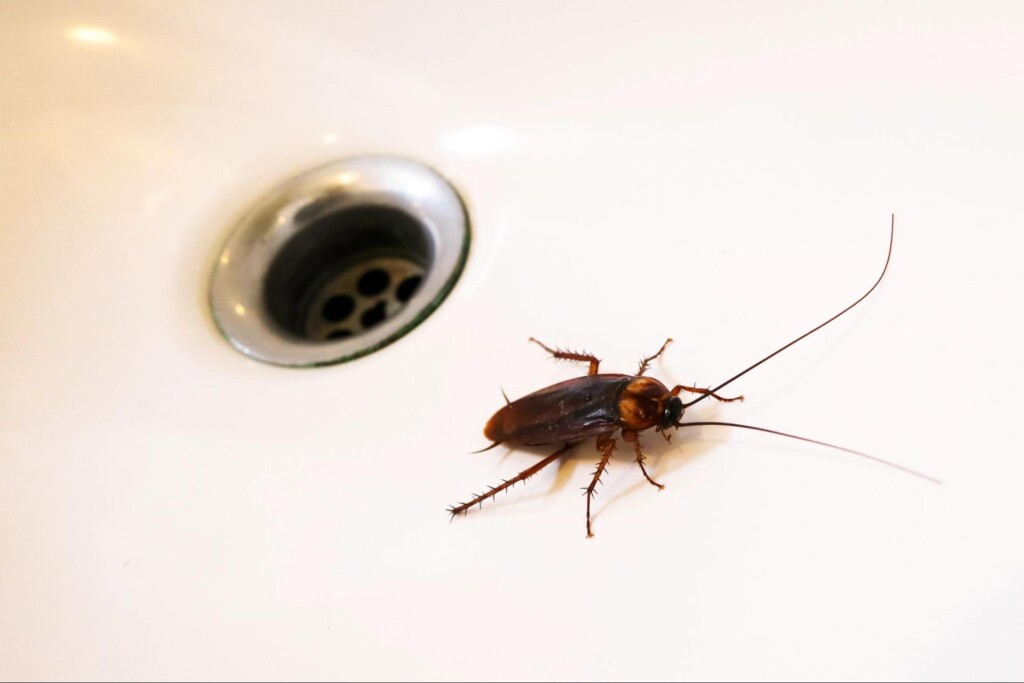 What Are the Most Common Bathroom Bugs in Oklahoma City