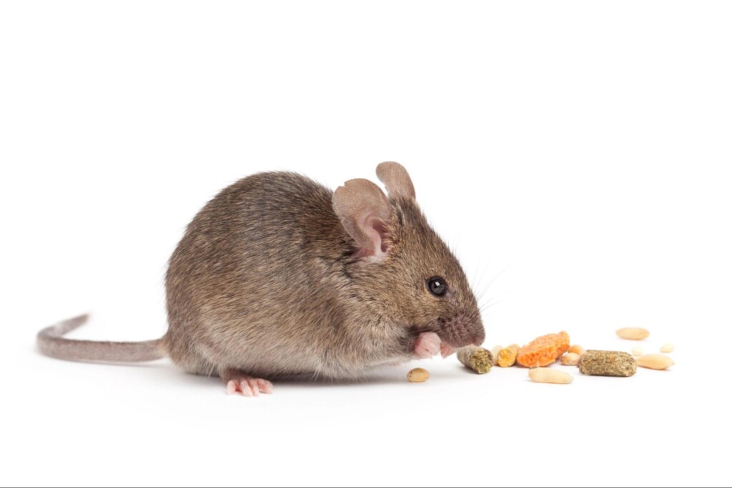 What Do Mice Eat? When to Call Pest Control in Oklahoma City