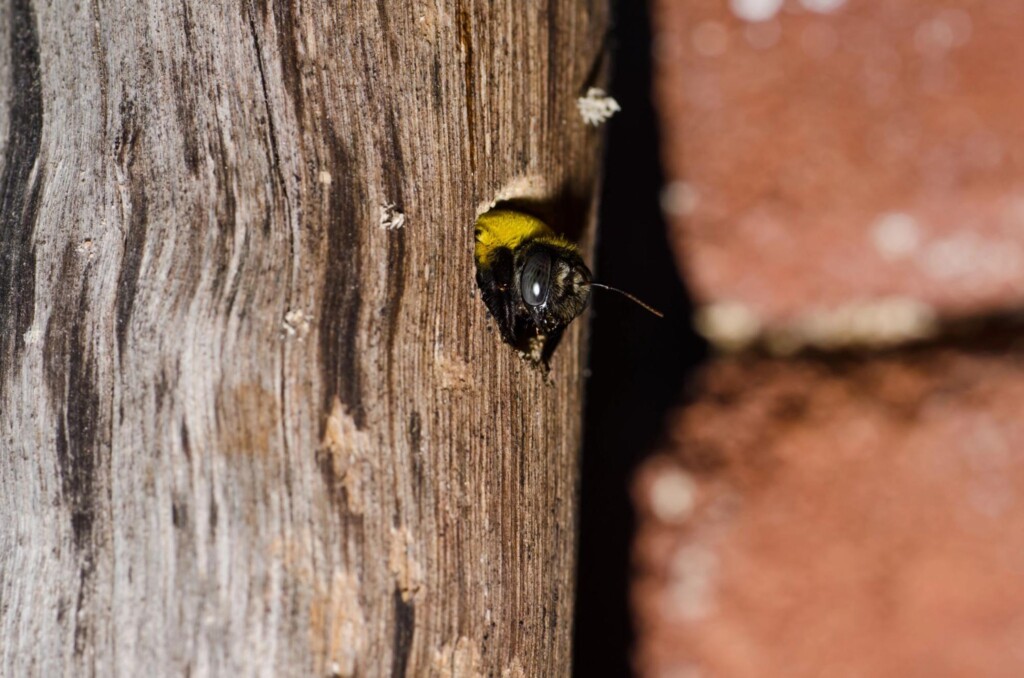 Do Carpenter Bees Sting? How Oklahoma City Pest Control Can Help