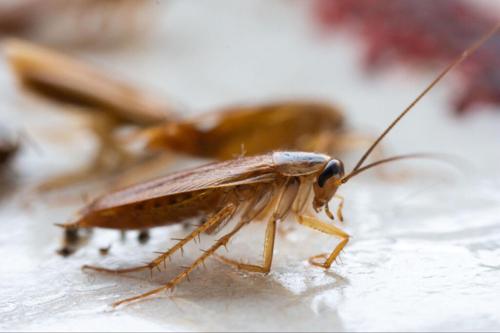 Is That a Baby Cockroach? When It’s Time to Call Oklahoma City Pest Control