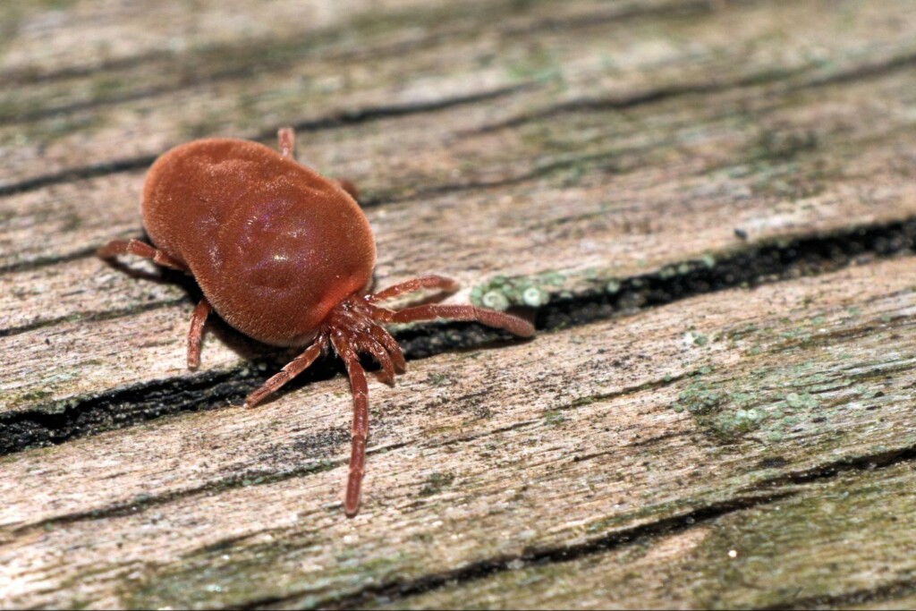 What Are The Tiny Red Bugs All Over My Oklahoma City House