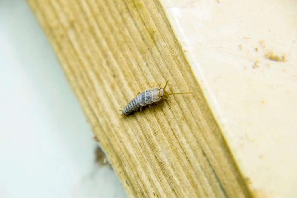 12 Winter Pest Control Strategies for Oklahoma City, OK