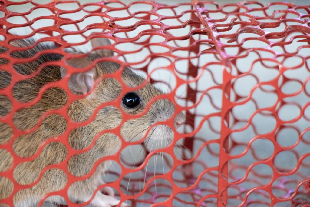 Should I Use Rat Traps This Winter?