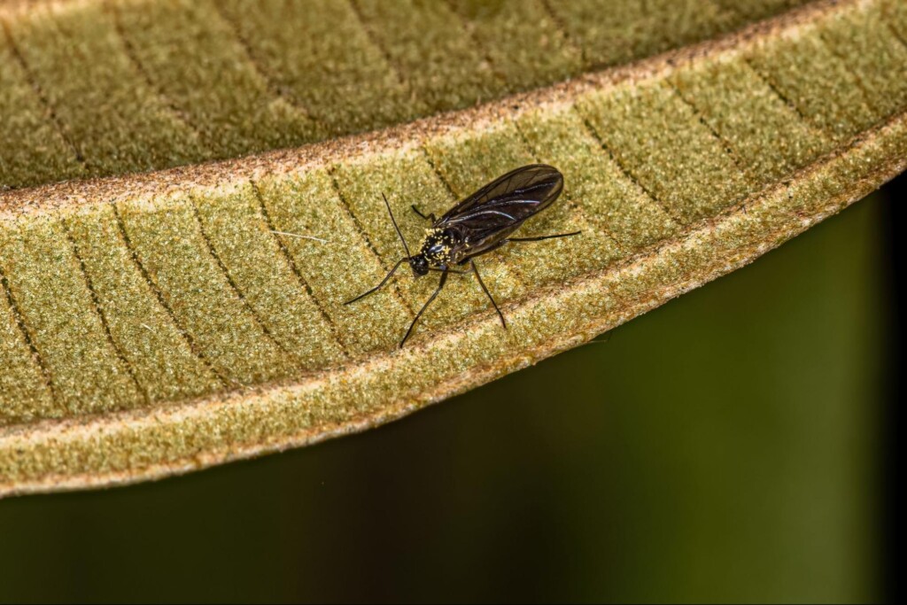 Where Do Gnats Come From?