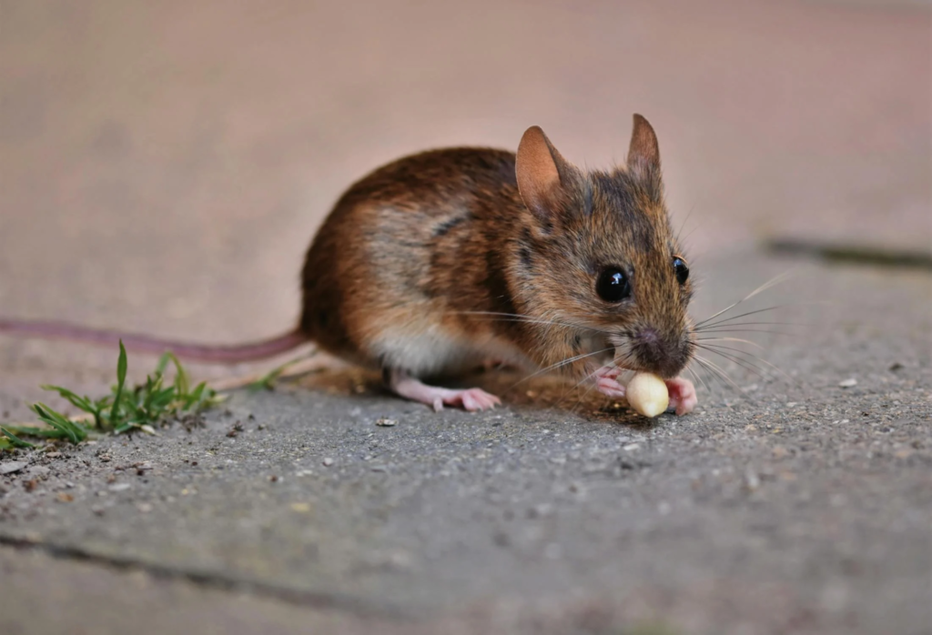 Bit By a Mouse? When to Worry and What to Do