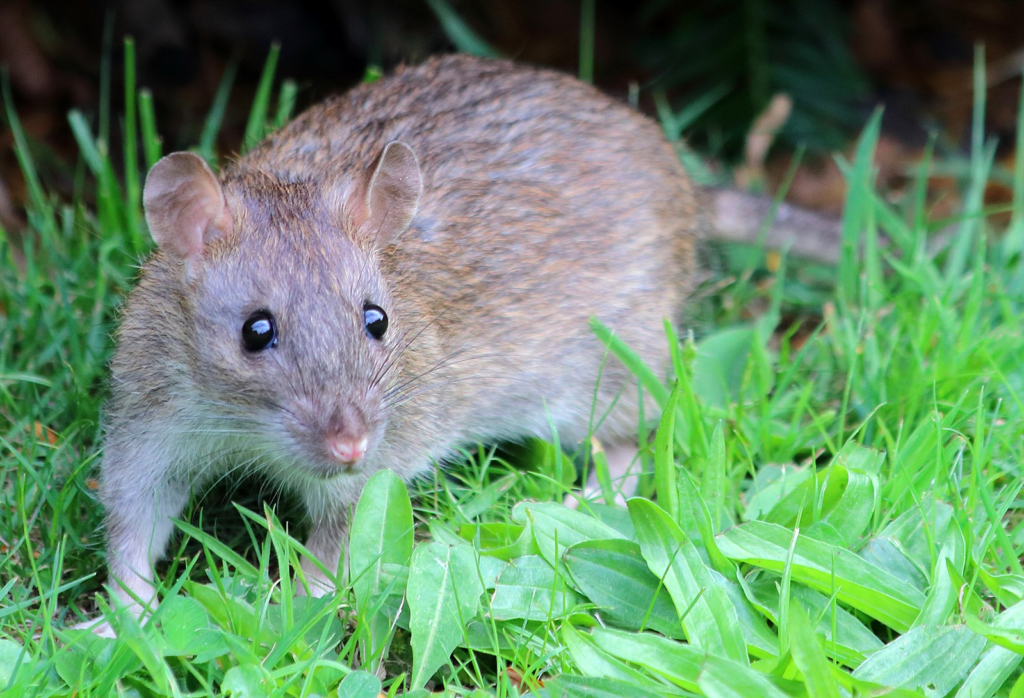 How Long Does a Rat Live