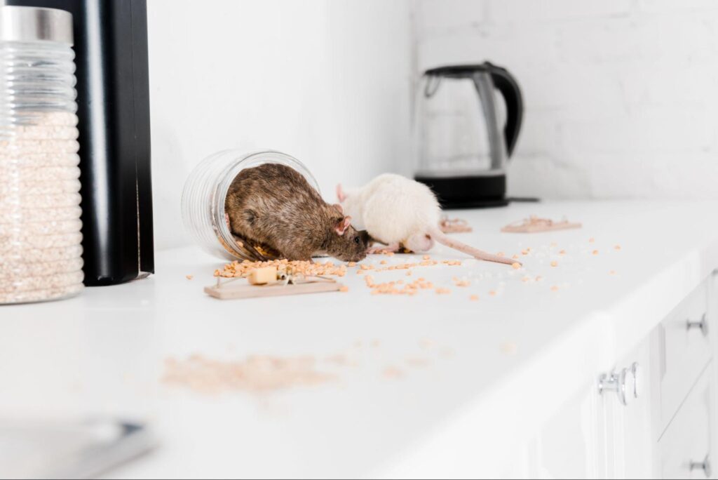 Do Moth Balls Keep Mice Away?