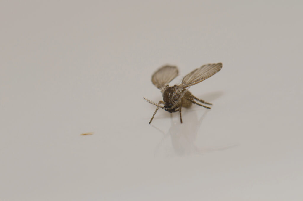 Gnats vs. Fruit Flies Spotting the Differences