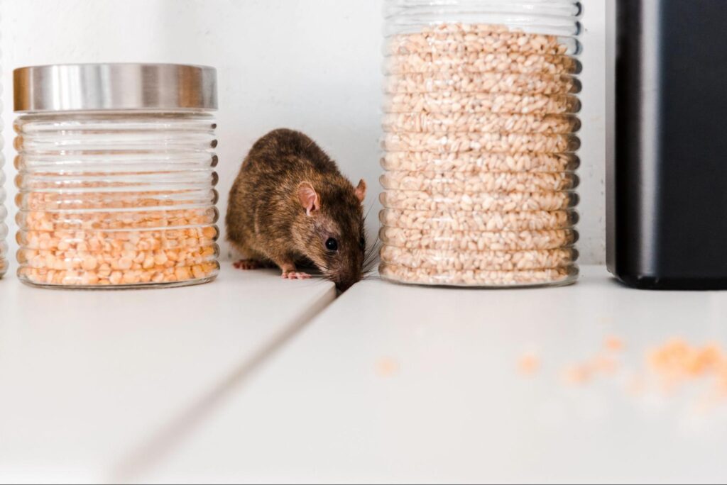 How to Get Rid of Rodents in Your Kitchen