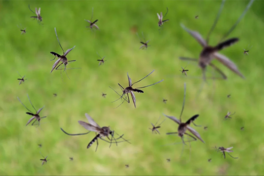 Are Mosquitoes Attracted to Light