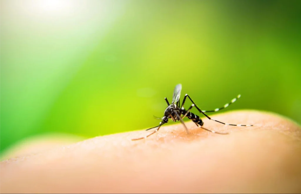 Are Mosquitoes Attracted to Light?
