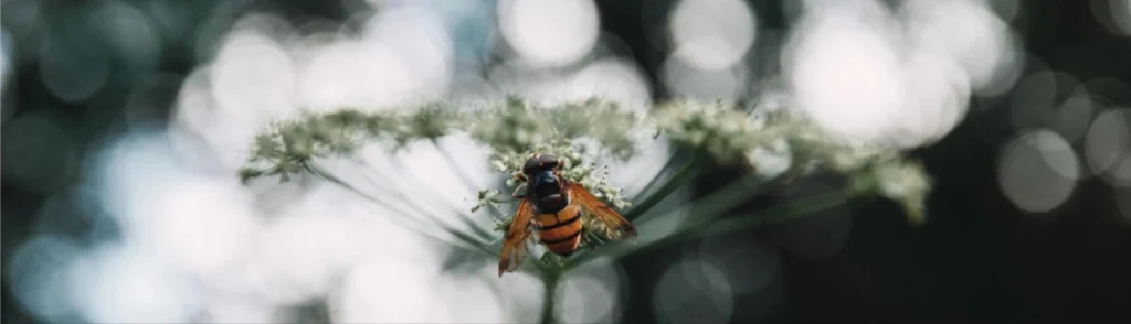 How to Keep Bees Away As You Welcome Spring