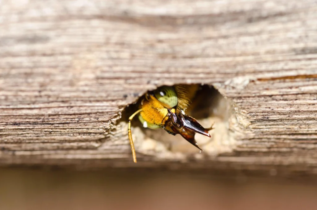 How to Keep Bees Away As You Welcome Spring?