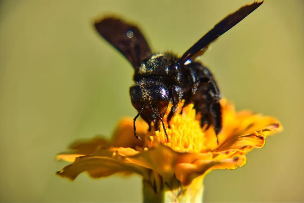 How to Keep Bees Away in Spring