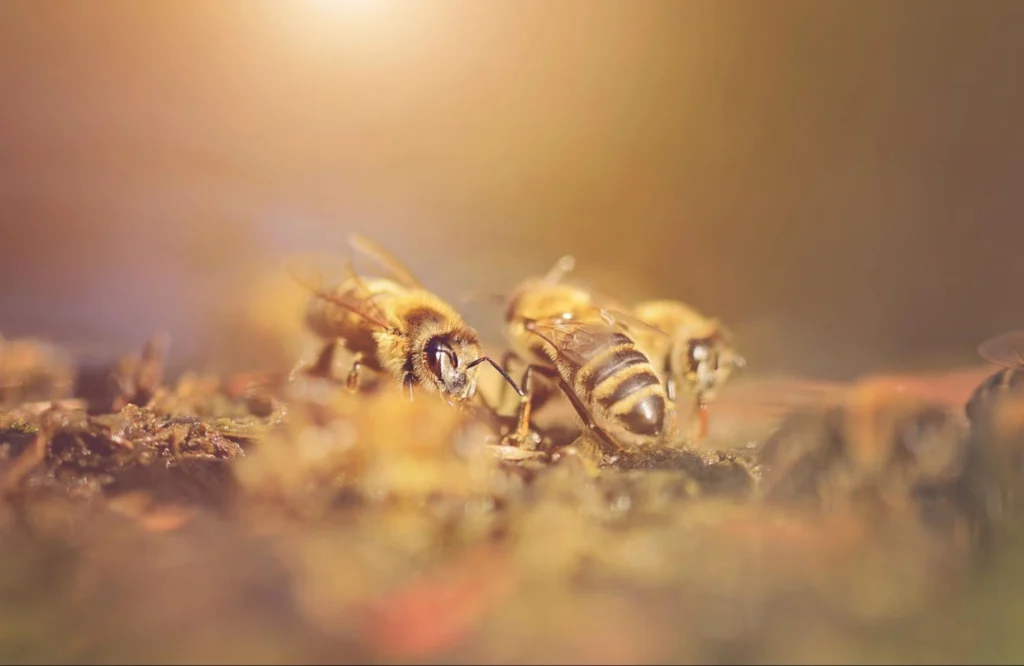 Keep Bees Away As You Welcome Spring