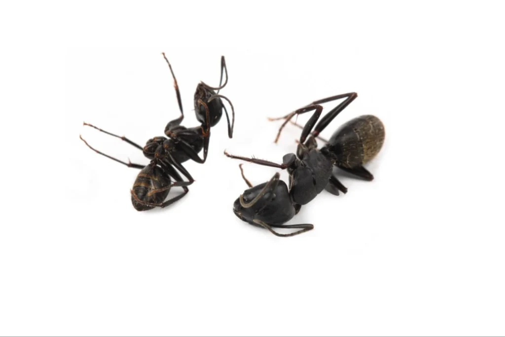 What to Do if There Are Black Ants in the House This Spring?
