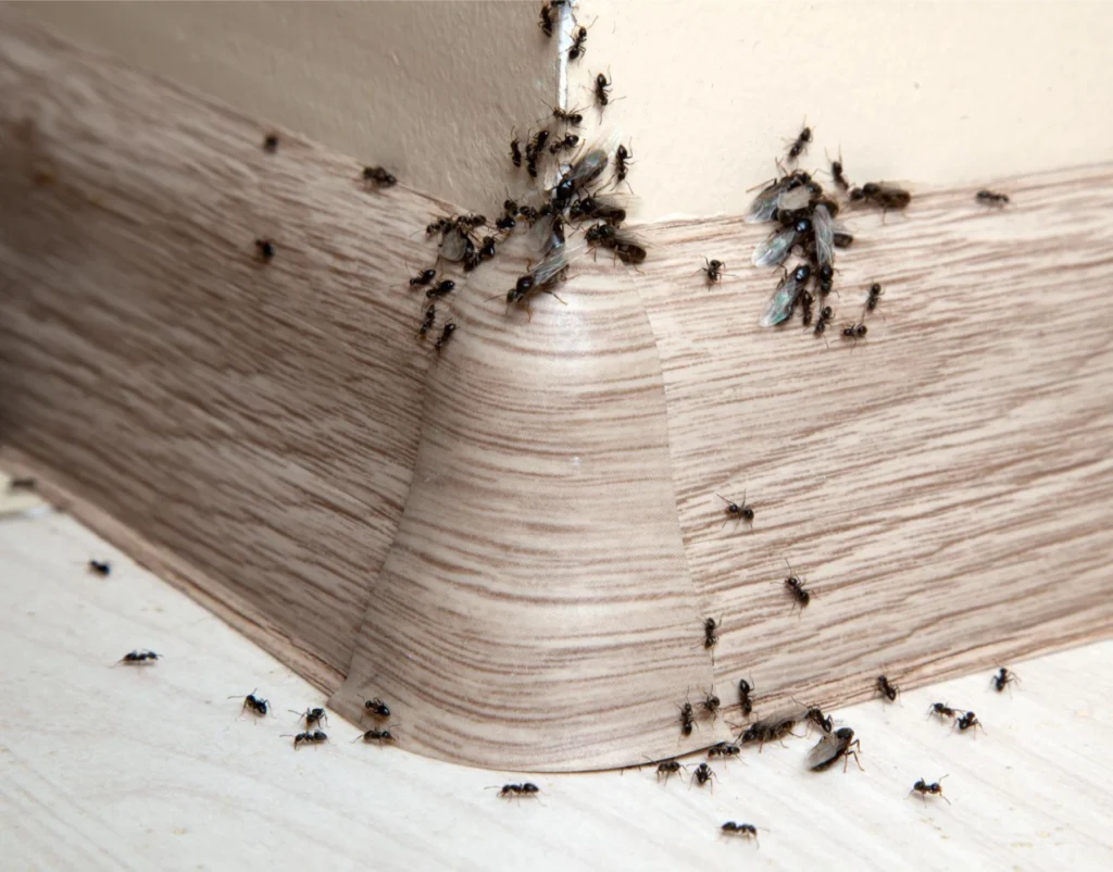 What to Do if There Are Black Ants in the House This Spring season